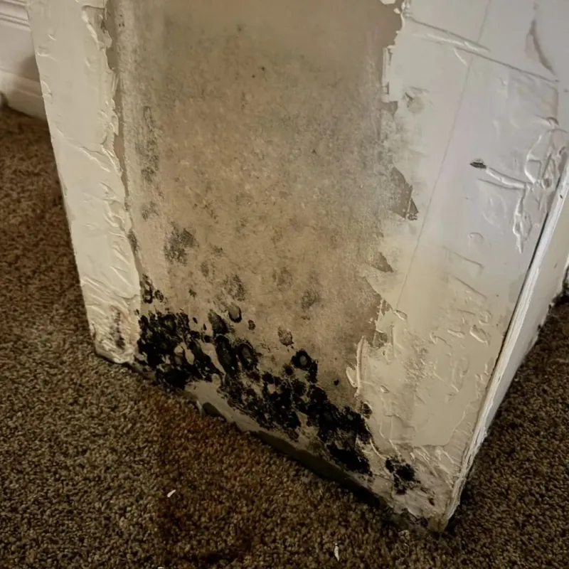 Professional Mold Removal in North Pekin, IL